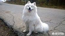 格陵兰犬萨莫耶犬:爱斯基摩犬和萨摩耶有什么区别？