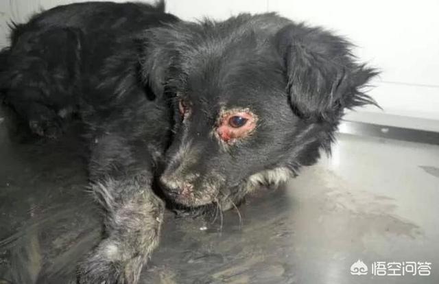 狗得了狗瘟抽搐安乐死:狗狗犬瘟热是否应该选择安乐死？