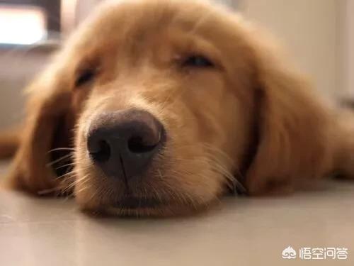 狗得了狗瘟抽搐安乐死:狗狗犬瘟热是否应该选择安乐死？