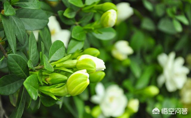 头条问答 栀子花北方室内休眠吗 1个回答