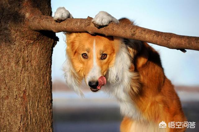 我做女犬的开心日子5:狗狗一生分为几个阶段，你觉得饲养中需要注意什么？