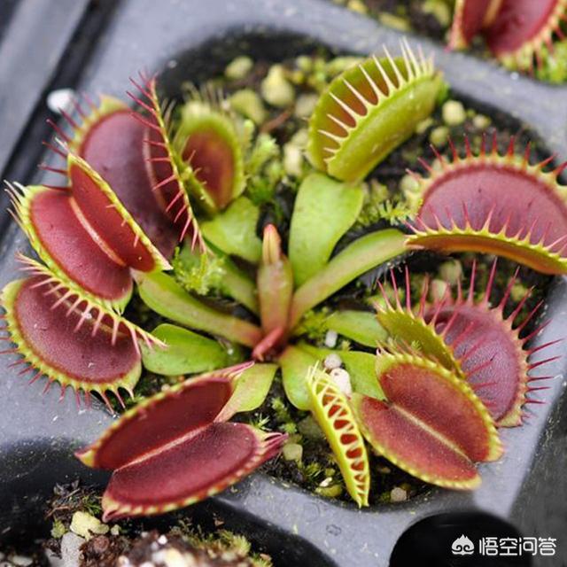 头条问答 - 食虫花怎么养?(3个回答)