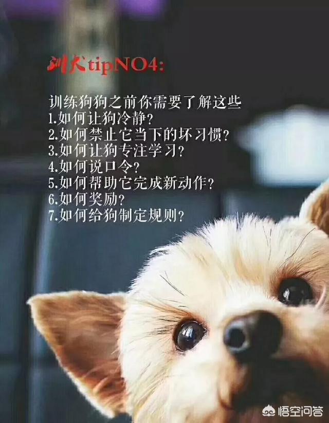 宠物训练:训练狗狗时，有哪些禁忌不能犯呢？
