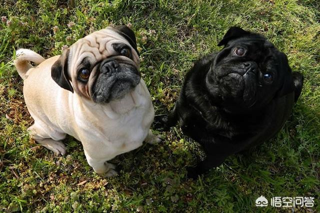 巴哥犬俱乐部巴哥犬聚会:巴哥犬爱干净，又友善，为什么养的人还是那么少？
