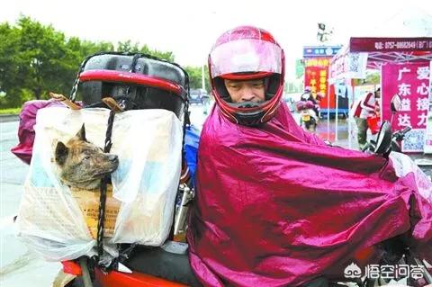 救助基地猫狗饿死图片:北京有哪些流浪猫救助中心？都在什么位置？