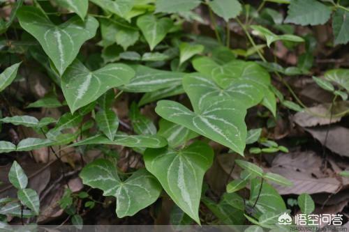 头条问答 - 广元人经常买回来吃的黄根子是什么植物?(14个回答)