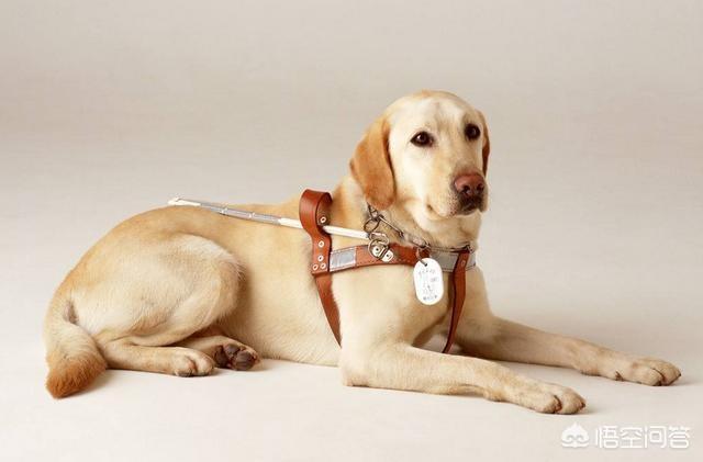 导盲犬价格:基于人工智能的导盲机器犬对盲人一族意味着什么？