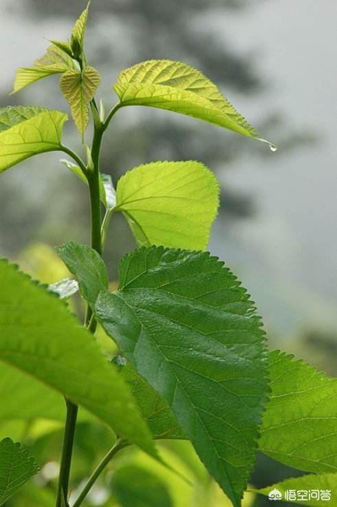 什么的枝条(什么的枝条填空二年级)