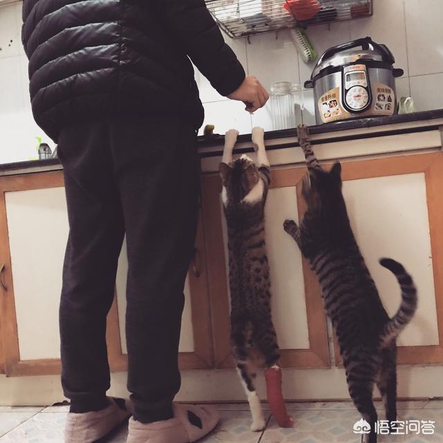 猫样:家里养三只猫是一种怎样的体验？