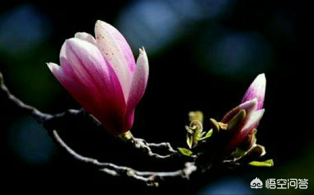 头条问答 怎么区分辛夷花和玉兰花 7个回答