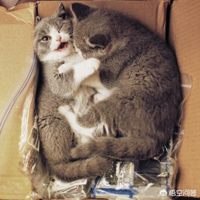 最活泼的缉毒犬:我想问一下，英短蓝猫是不是都很调皮啊？ 最萌的缉毒犬