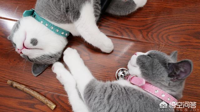 最活泼的缉毒犬:我想问一下，英短蓝猫是不是都很调皮啊？ 最萌的缉毒犬