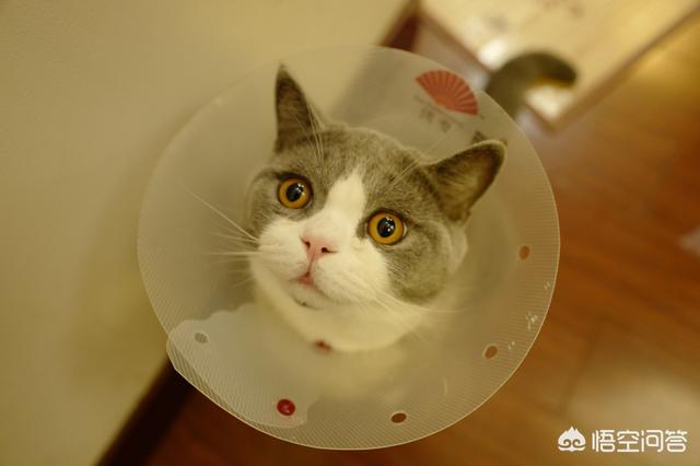 最活泼的缉毒犬:我想问一下，英短蓝猫是不是都很调皮啊？ 最萌的缉毒犬