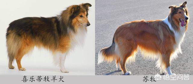 爱斯基摩犬萨摩:哈士奇是个怎么样的狗狗？ 爱斯基摩犬萨摩耶