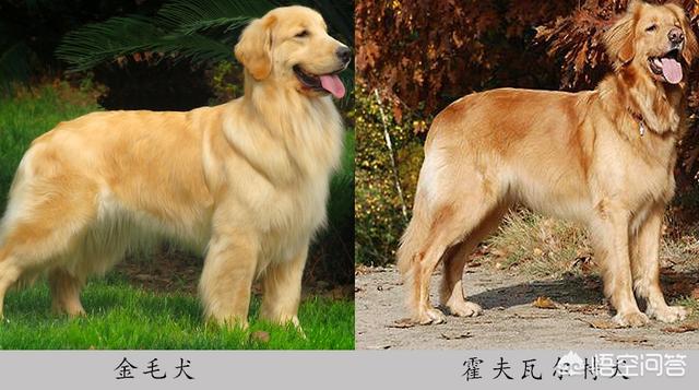 爱斯基摩犬萨摩:哈士奇是个怎么样的狗狗？ 爱斯基摩犬萨摩耶