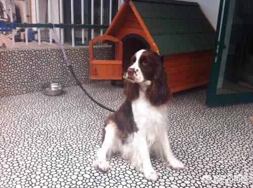 蝴蝶犬智商比格犬好养吗:比格犬好不好养？有什么特点吗？ 比格犬和蝴蝶犬