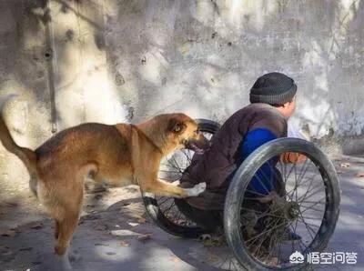 忠心大黄狗护主八年:有没有罗威纳犬护主的真实案例？