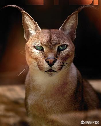 宠物猫科动物:狞猫真的可以作为宠物吗？