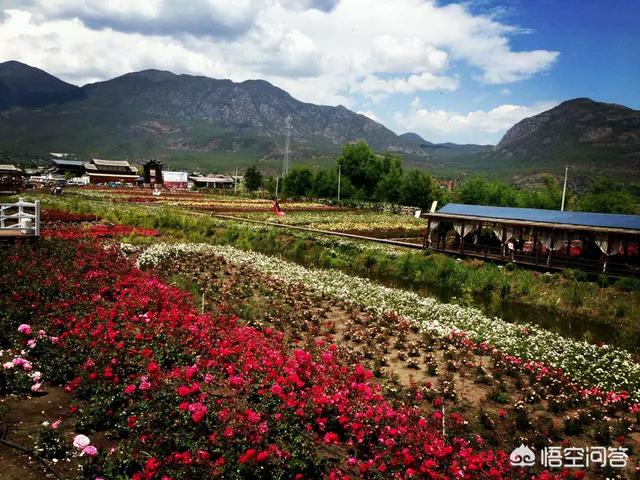 丽江蔷薇花什么时候开:丽江最佳旅游时间是什么时候？