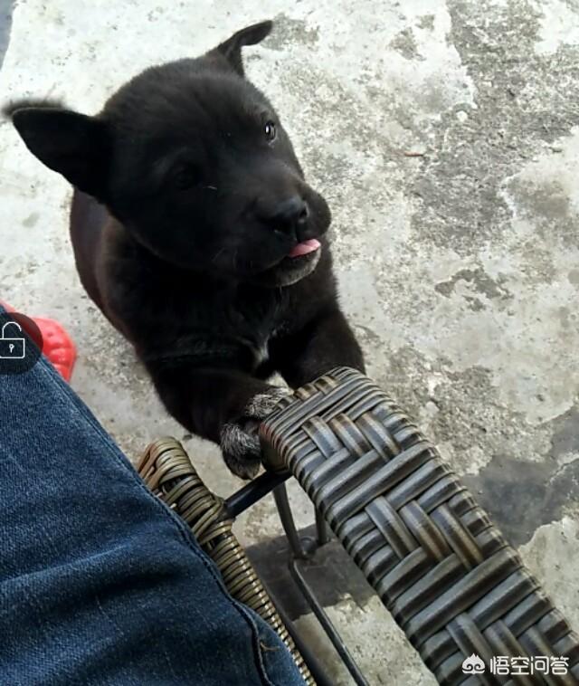 头条问答 正宗田园犬有什么特点 有点意思的事儿的回答 0赞