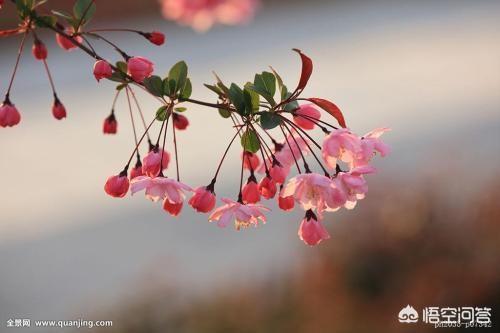 长芒杜英果实结构:长芒杜英果实高清大图 如何让芒果果实个头均匀？