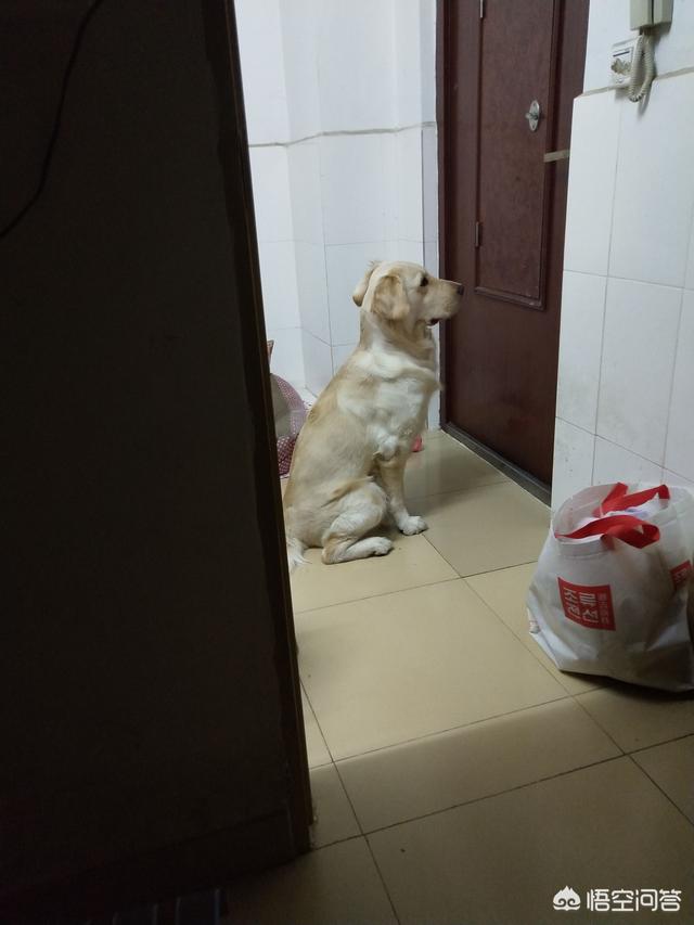 淘宝忠犬小八家模特小兮:哪部电影的哪一幕让你直接泪崩了？