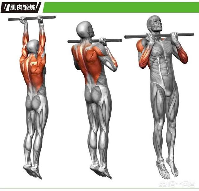 也可以使用吊环,吊环由于不稳定,所以能够很好的训练核心肌群,募集到