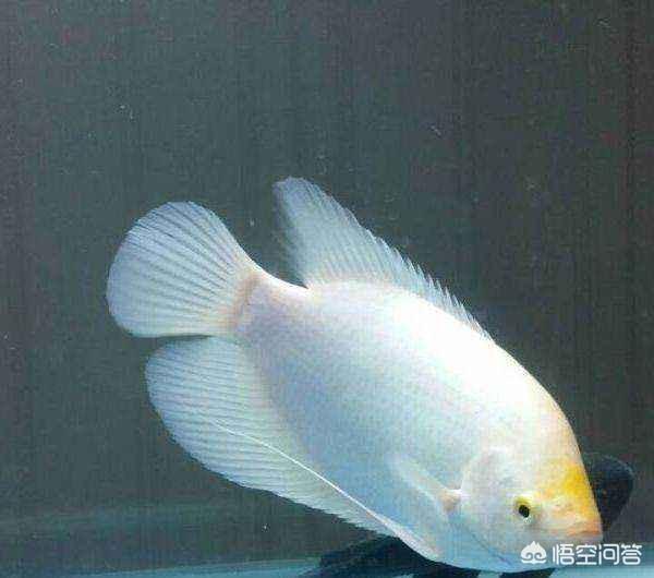 招财鱼身上有红斑:我养的是鹦鹉鱼和招财鱼，为什么招财总是死？