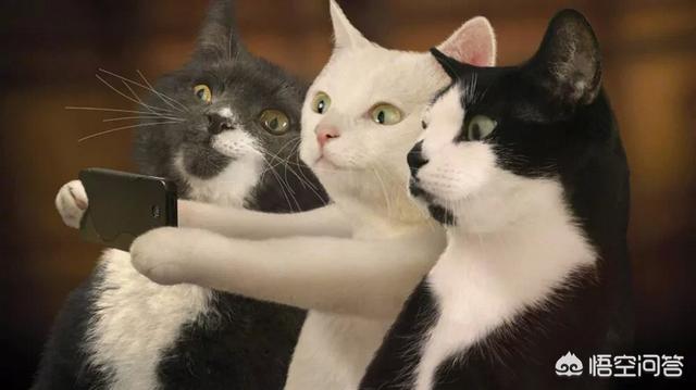 给英短吃的猫饭:英国短毛猫吃什么猫粮好？