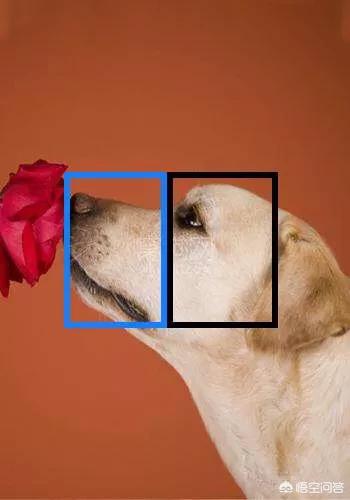 纯种可卡幼犬:怎么挑选一只好的拉布拉多呢？