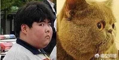 疯猫网络的演员:岳云鹏被女子网络声讨，称其骗婚。你认为有没有幕后主使？