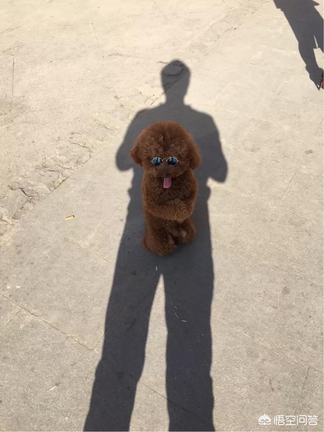 法斗犬能坐飞机吗:宠物可以带上飞机么，宠物如何办理托运？