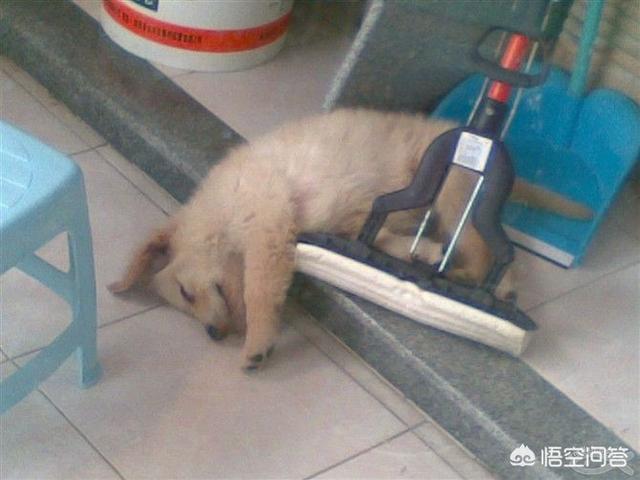 小狗睡觉翻白眼图片:你见过最奇特的狗狗睡姿是怎样的？ 小狗睡觉的时候翻白眼
