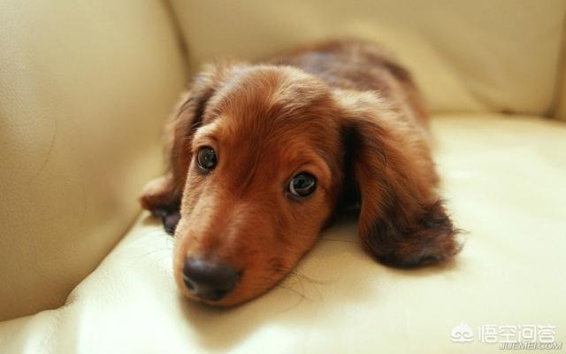 犬细小:犬细小病毒 幼犬细小死亡率很高需要及时发现及早治疗，如何辨别细小的症状？