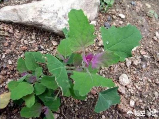 你小時候挖過野菜嗎?挖過哪些?