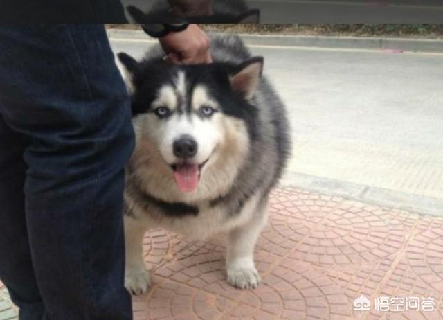 头条问答 大 巨 型犬和小型犬交配 生出来的是大狗还是小狗 例如吉娃娃和金毛 4个回答