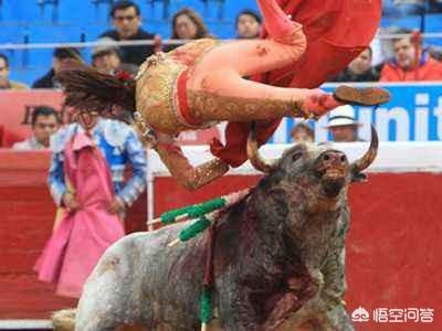 全民斗牛:法国斗牛犬会很难饲养吗，要注意什么？ 全民斗地主