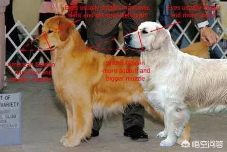 金毛犬图片:大家有养过金毛吗，有什么经验可以分享吗？ 金毛犬图片 价格