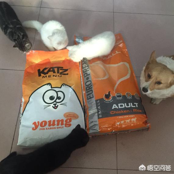 北京杜宾犬舍杜宾幼犬:杜宾幼犬感冒了，需要打针吗？
