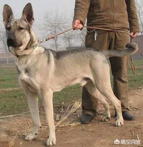 昆明狼犬凶猛吗:狼青，昆明犬，马犬还有德牧性格如何？ 法国狼犬凶猛吗