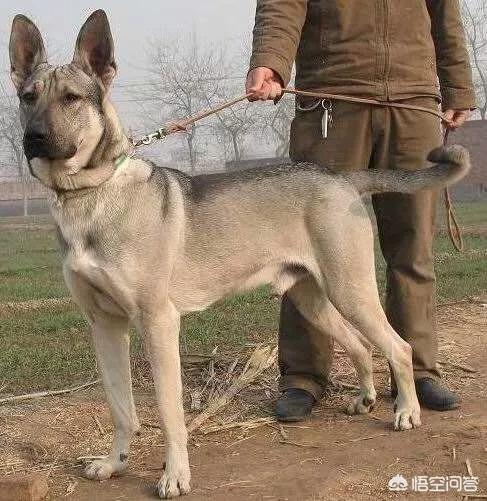 小昆明军犬图片:狼青，昆明犬，马犬还有德牧性格如何？