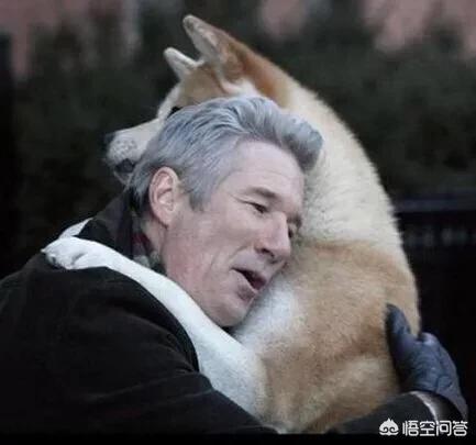 卷毛比熊犬饲养方法:比熊犬难不难饲养？有什么经验值得分享？