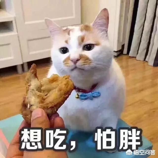 猫粮 喜多鱼好不好:有鱼猫粮好不好 淘宝上那些很便宜的猫粮靠不靠谱？