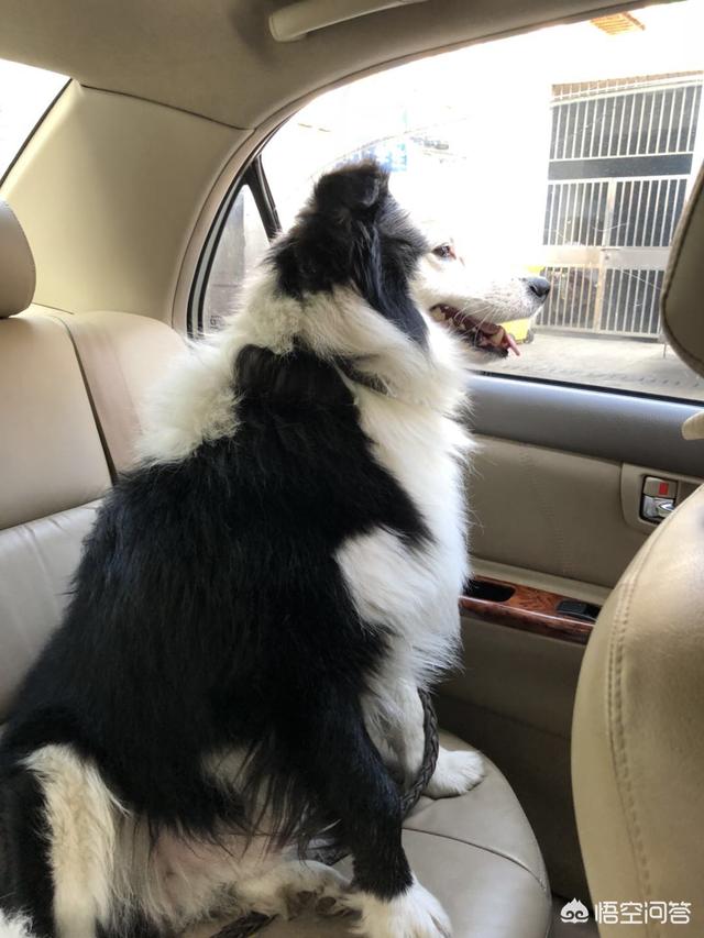边境牧羊犬性格:边牧被送到新主人家里，能很快适应新环境吗？