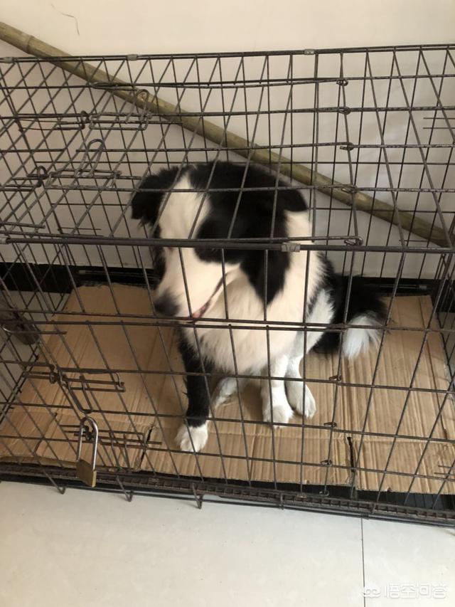 边境牧羊犬性格:边牧被送到新主人家里，能很快适应新环境吗？
