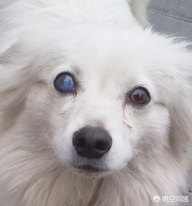 预防犬瘟热中药:狗狗得了细小犬瘟热很多中成药可以治，为什么还要去医院打针？