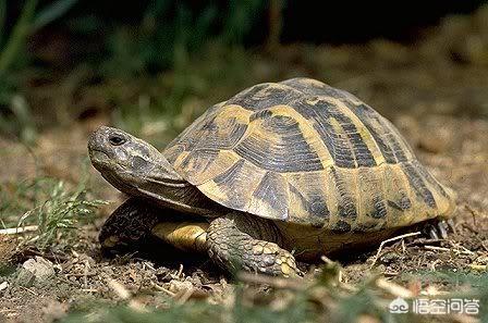 赫曼陆龟:上班族想养聪明、漂亮又长寿的陆龟，有推荐的吗？