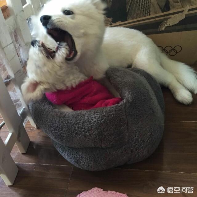 杨伟杰拖狗:两宠物狗打架，主人拉架被咬伤，爱狗一族怎么看这事？