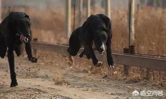 格力灵缇狗:格力犬的后腿肌肉怎么练？ 格力灵缇狗猎獾图片