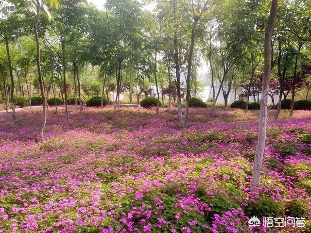 南京<a href=https://maguai.com/list/52-0-0.html target=_blank class=infotextkey>旅游</a>集团官网:南京<a href=https://maguai.com/list/52-0-0.html target=_blank class=infotextkey>旅游</a>职业学院怎么样？